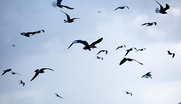 bando de gaivotas - silhoute - fotografias e filmes do acervo