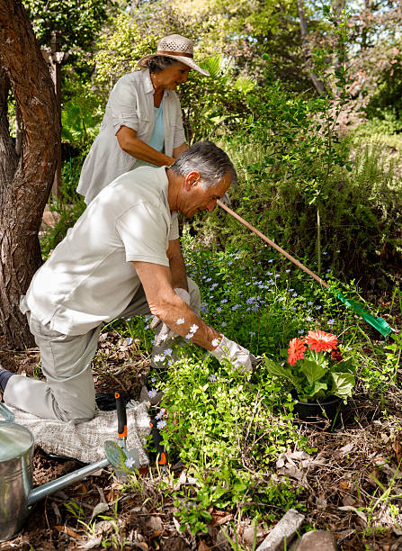 istock Retired couple gardening 457425577
