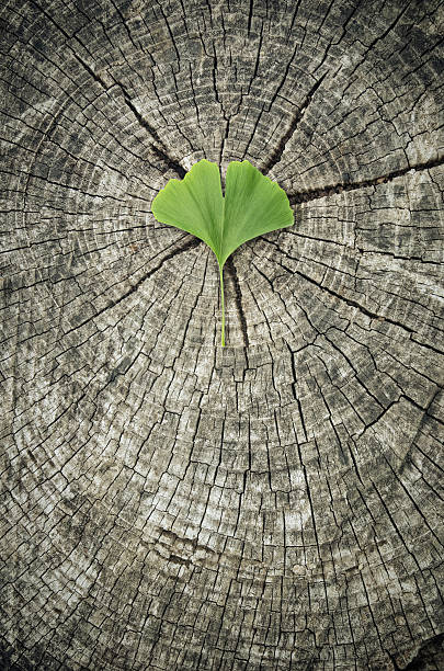 ginkgo leafs - green environmental conservation leaf dementia zdjęcia i obrazy z banku zdjęć