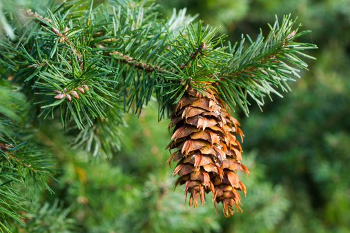 Close up of a douglas fir (Pseudotsuga menziesii) branch with cones