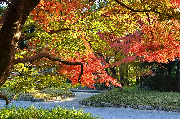 istock Autumn autumnal leaves 457426045