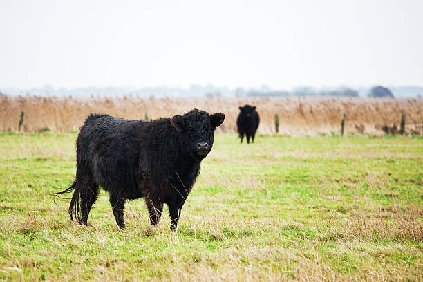 Galloway cattle on field stock photo