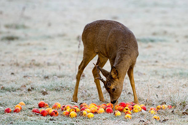 Apple Buck The 'unicorn' roe buck (capreolus capreolus) likes apples a frosty morning in Uppland, Sweden roe deer frost stock pictures, royalty-free photos & images