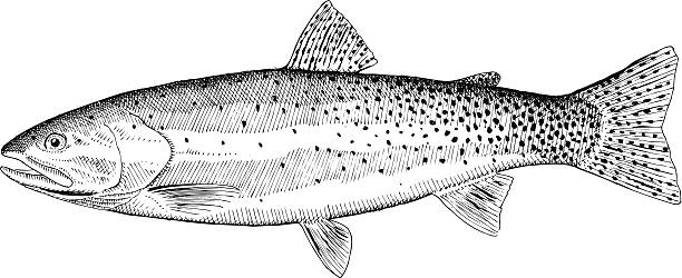 ilustraciones, imágenes clip art, dibujos animados e iconos de stock de trucha degollada bonneville - pesca con mosca ilustraciones