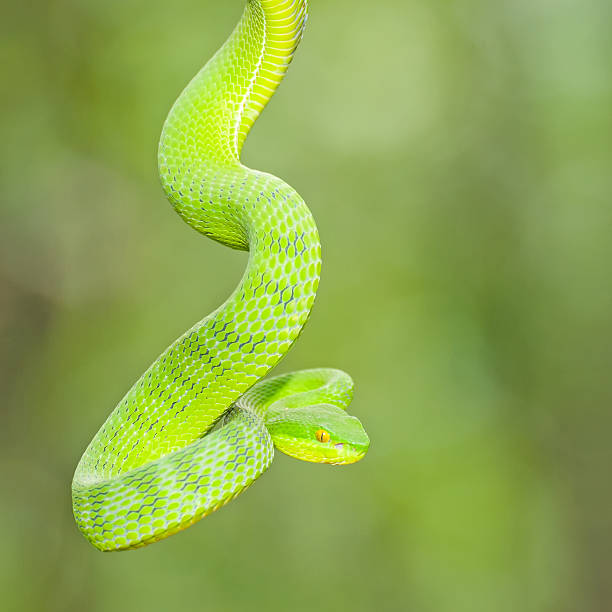 istock Ekiiwhagahmg snakes 457433547