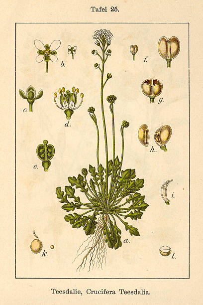 istock Botanic FiA v06 t25 Crucifera Teesdalia 457434209