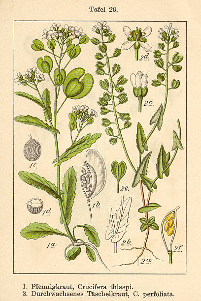 Botanic FiA v06 t26 Crucifera erysimum Crucifera thlaspi et Crucifera perfoliata erysimum stock illustrations