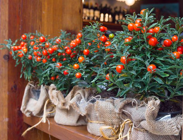 Decorative pots with ornamental coral nightshade (solanum pseudocapsicum)