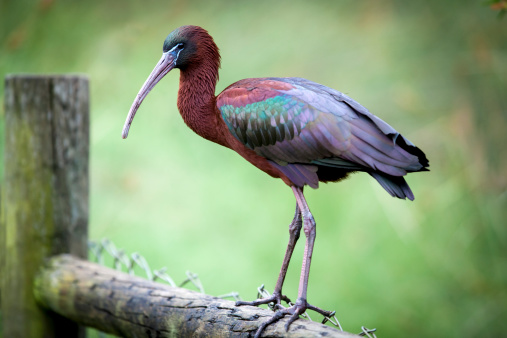 Glossy Ibis (Plegadis falcinellus) perched on a fence in wetlands in Western Australia.