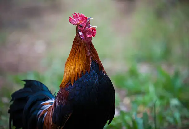Red Jungle Fowl Rooster crows on the farm in the early morning.