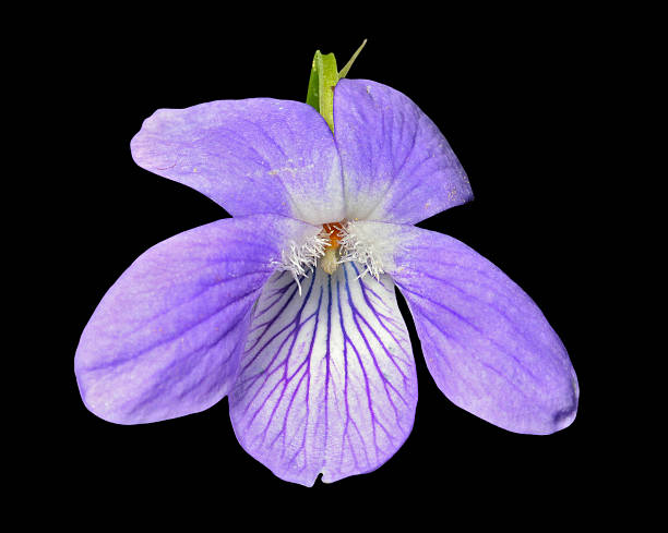 istock Flower of wild violet 457466127