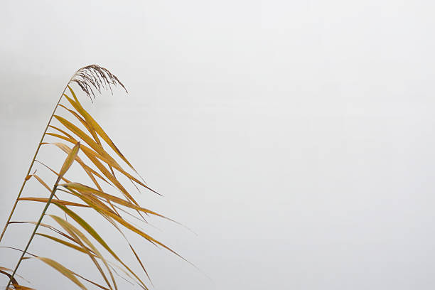 istock Reed in the fog 457474121