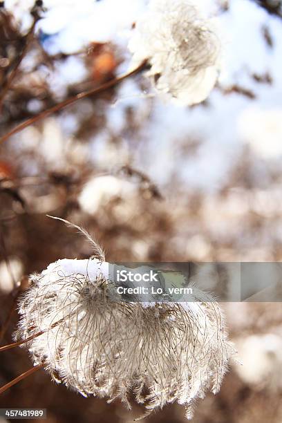 Neve - Fotografias de stock e mais imagens de A nevar - A nevar, Ao Ar Livre, Branco