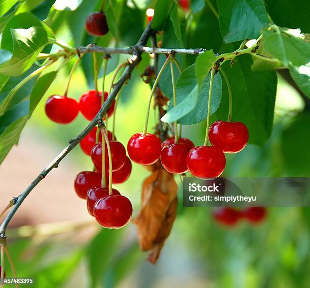 Growing Cherries Stock Photo - Download Image Now - Berry Fruit, Branch - Plant Part, Bright