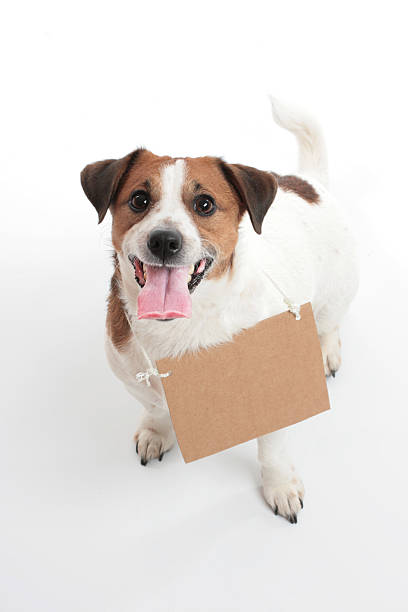 istock Cute jack russell terrier with a sign plate 457484439