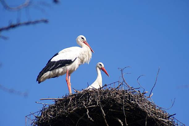 istock Couple of storks in their nest 457484755