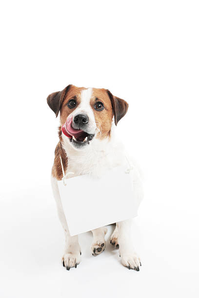 istock Hungry dog with a sign plate 457488525