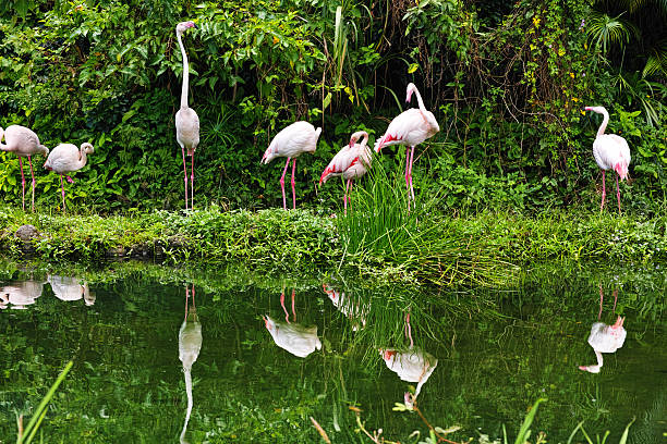 フラミンゴ - landscape usa vibrant color riverbank ストックフォトと画像