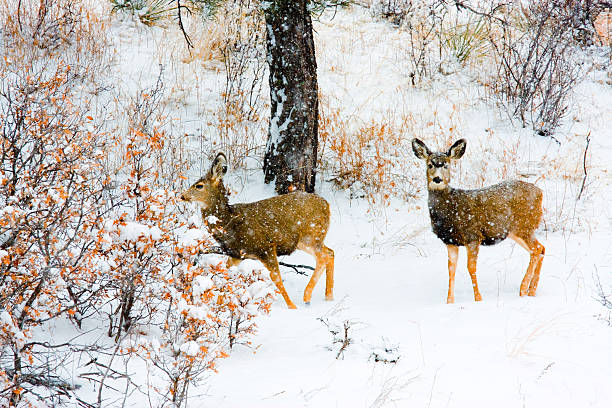 istock Colorado Mule Deer in the Wintertime Snow 457489337