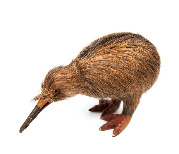 istock kiwi bird toy 457491593