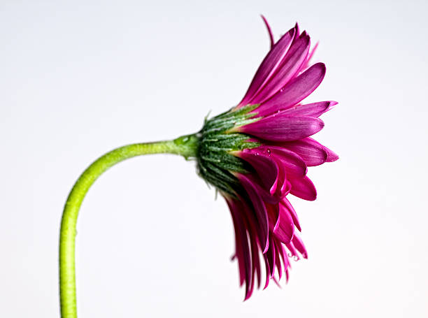 gerbera fondo macro serie - perfection gerbera daisy single flower flower fotografías e imágenes de stock