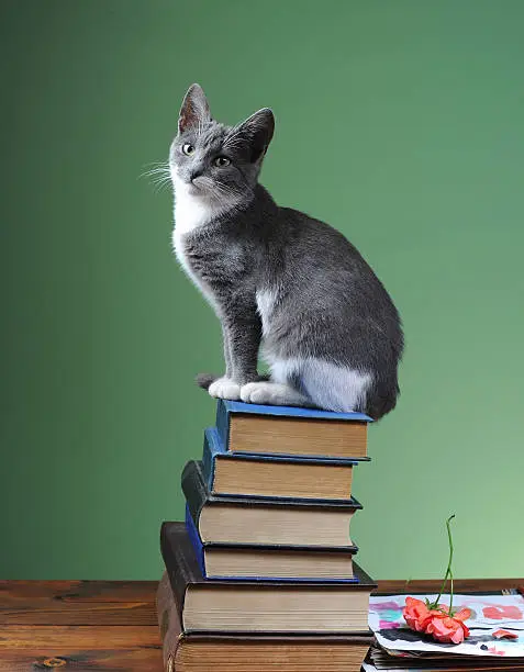 Photo of Cat posing with a book