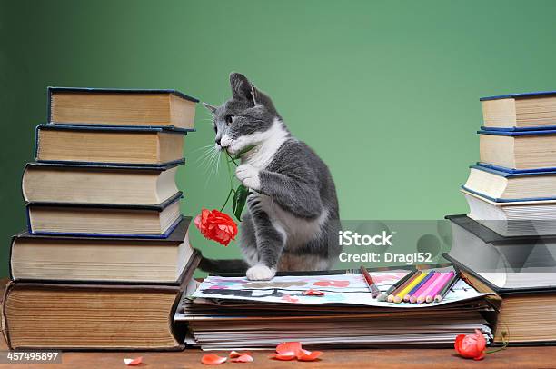 Gatto Gioca Con I Fiori - Fotografie stock e altre immagini di Animale - Animale, Arcobaleno, Arte