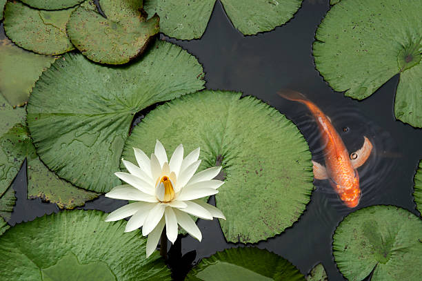 peces en un estanque de lotus - lily white flower single flower fotografías e imágenes de stock