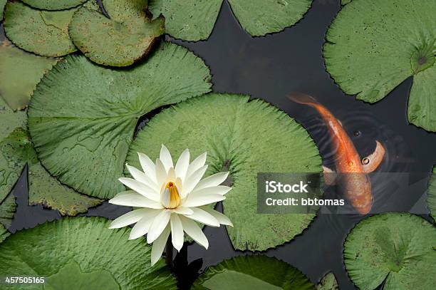 Fish In A Lotus Pond Stock Photo - Download Image Now - Pond, Fish, Water Lily