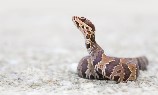 A juvenile cottonmouth, also known as water moccasin, raises its head to get a better look at its surroundings.
