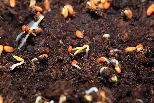 istock Sprouting seeds of cress 457505543
