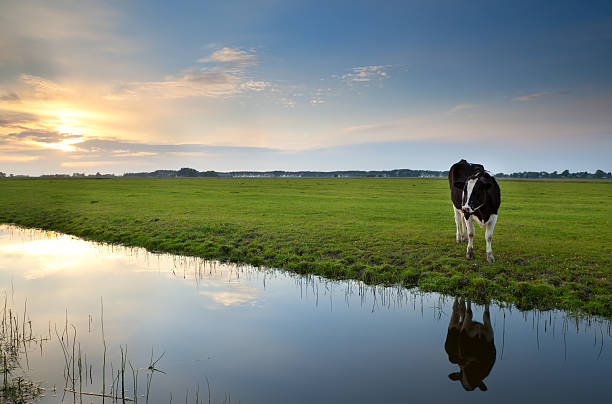 istock cow on pasture at sunset reflected in river 457505847