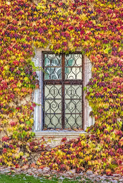 Ancient window with ivy with the intense and characteristic colors of autumn