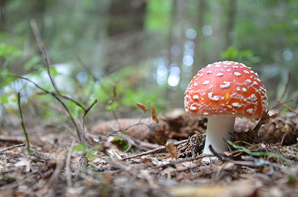 istock Amanita muscaria 457510433