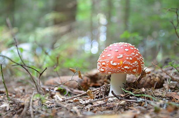 istock Amanita muscaria 457511349