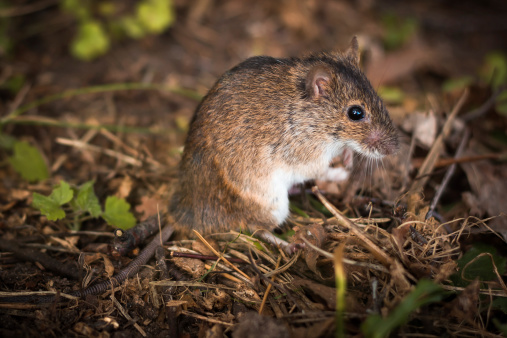Field mouse (Apodemus agrarius) in their natural habitat.