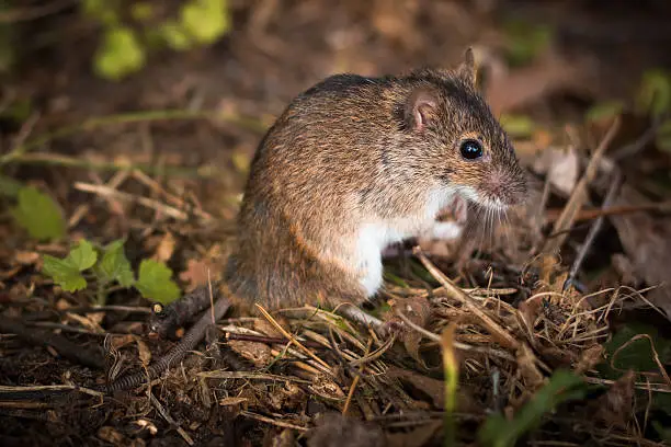 Field mouse (Apodemus agrarius) in their natural habitat.