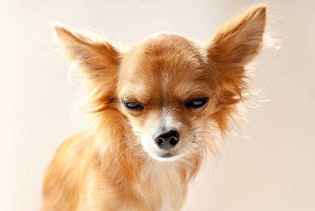chihuahua dog head with  disgruntled expression chihuahua dog head with  disgruntled expression close-up on neutral background sulking stock pictures, royalty-free photos & images