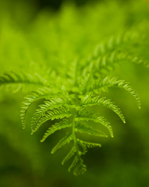 Zielony wild fern – zdjęcie