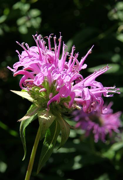 istock pretty pink flower close up 457514307