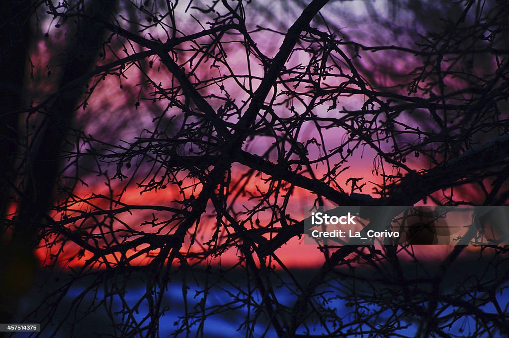 Crepúsculo: colorido pôr do sol através de galhos de árvore com iluminação de fundo - Foto de stock de Azul royalty-free