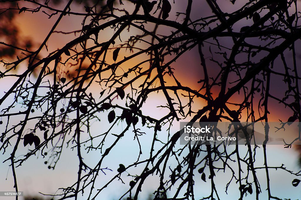 Crepúsculo através de ramos: colorido pôr do sol retroiluminado Árvore - Royalty-free Anoitecer Foto de stock