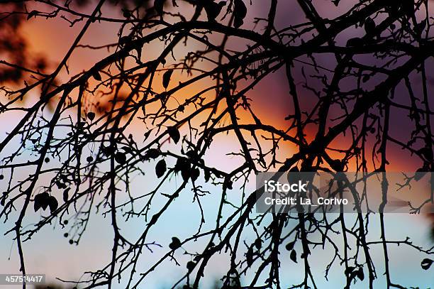 Crepúsculo Através De Ramos Colorido Pôr Do Sol Retroiluminado Árvore - Fotografias de stock e mais imagens de Anoitecer