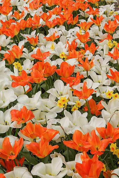 istock Tulips and hyacinths, a photo from the top, vertical. 457514733