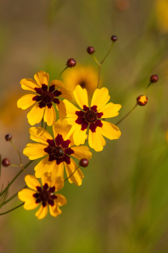 This is a gold and burgundy wildflower called Coreopsis tinctoria that was growing in Morgan County Alabama USA. This would make a great background image.