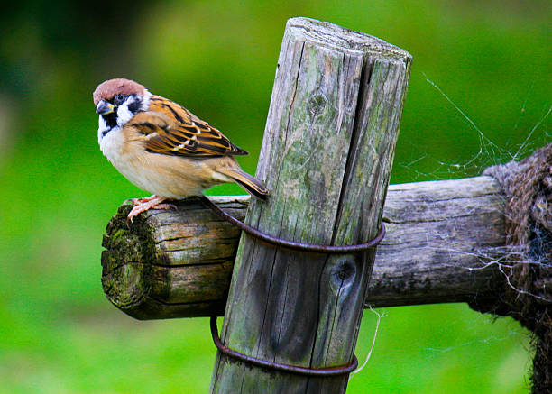 chapim-situada bem na vedação - bird chickadee animal fence imagens e fotografias de stock