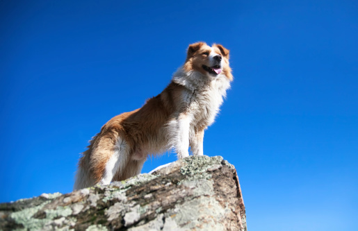 Portrait of happy dog at the rocks background of blue sky