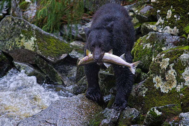istock Black Bear Fishing in Alaska 457517079