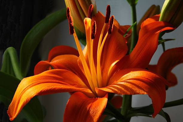 istock orange lily flower close up 457517207