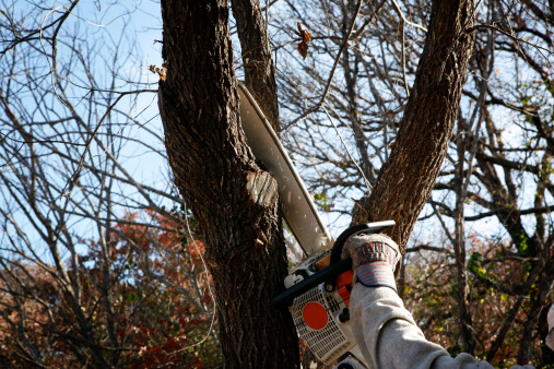 Trimming tree with electric saw - environmental labor